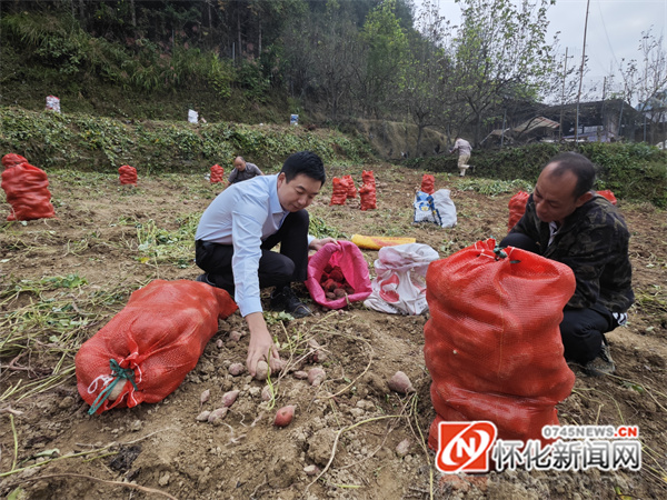 省委党校乡村振兴帮扶工作队正在帮农民分拣红薯